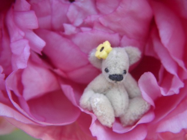 flowerbear2.jpg